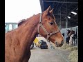 Dressage horse Pimm's Slottie, 3 jarige Dressuur Hengst