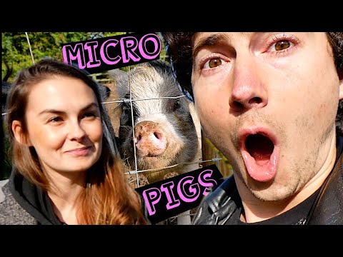 MICRO PIGS!! ?Ben & Carly go to a Pig Farm ? (Kew Little Pigs, Amersham Vlog)