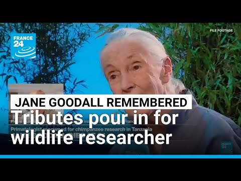 Celebrated primatologist and conservationist Jane Goodall dies at 91 • FRANCE 24 English