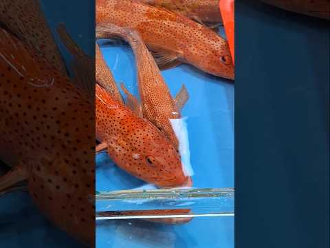 Leopard Coral Grouper/Benjie Gonzales tv