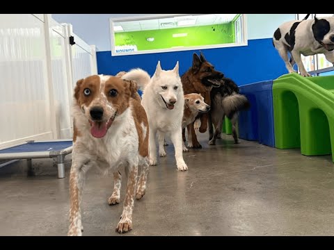 We Are The Place for Every Dog