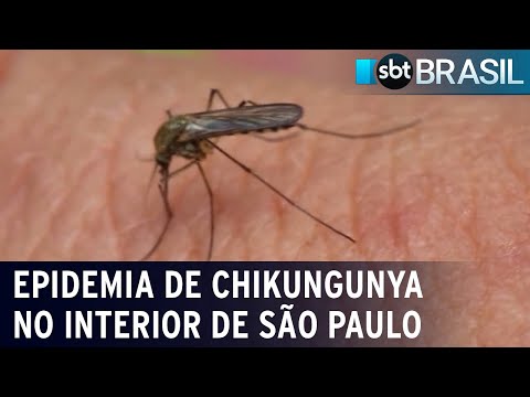 Cidade no interior de São Paulo enfrenta epidemia de chikungunya | SBT Brasil (02/02/24)