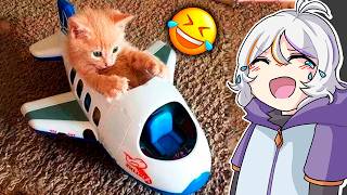 SI TE RIES 3 VECES PIERDES NIVEL GATITOS Y PERRITOS 🤣😂