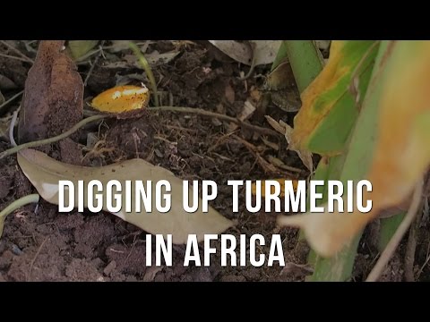 Digging Up Fresh Turmeric Root in Zanzibar, Tanzania Africa