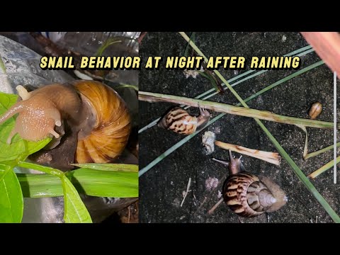 Snail Behavior After Rainfall at Night