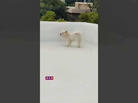 #trending #pets #viral #cute #love #puppy #petlover #dogshorts