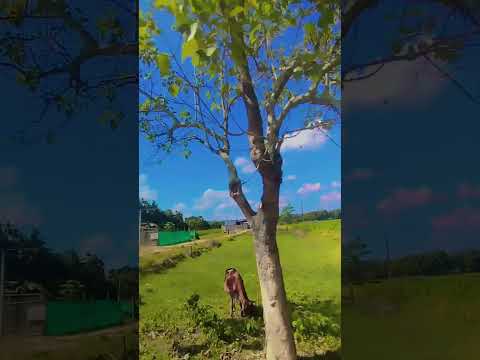 #nature #highlights #viralvideo #love #jaishreeram #youtubeshorts