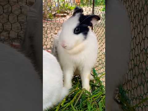 #cute #yummy #rabbit #rabbits #lovely #love #shortvideo #short #shorts #top #funny #shortvideo #top
