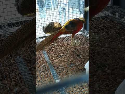 The Golden pheasant | Rainbow pheasant #birds #pheasant #animals #goldenpheasant