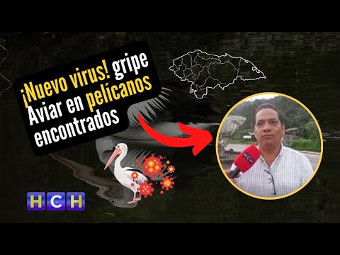 ¡Nuevo virus! detectan gripe aviar en pelícanos encontrados en Cortés