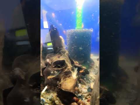 Water Change of Bristlenose Growout @ danikenaquat 