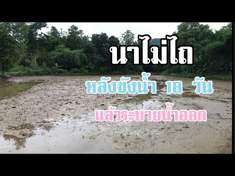 นาไม่ไถหลังขังน้ำในนา18วัน