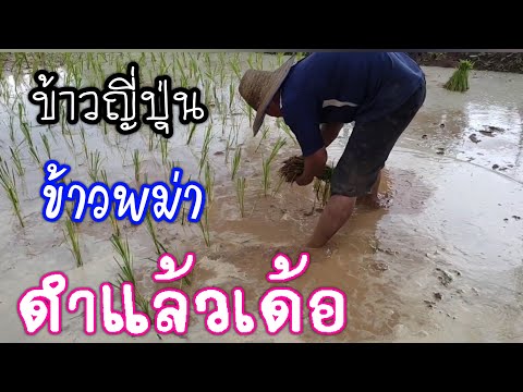 ข้าวญี่ปุ่น&ข้าวพม่า.ดำแล้วนะ ข้าวญี่ปุ่น&ข้าวพม่า.ดำแล้วนะ