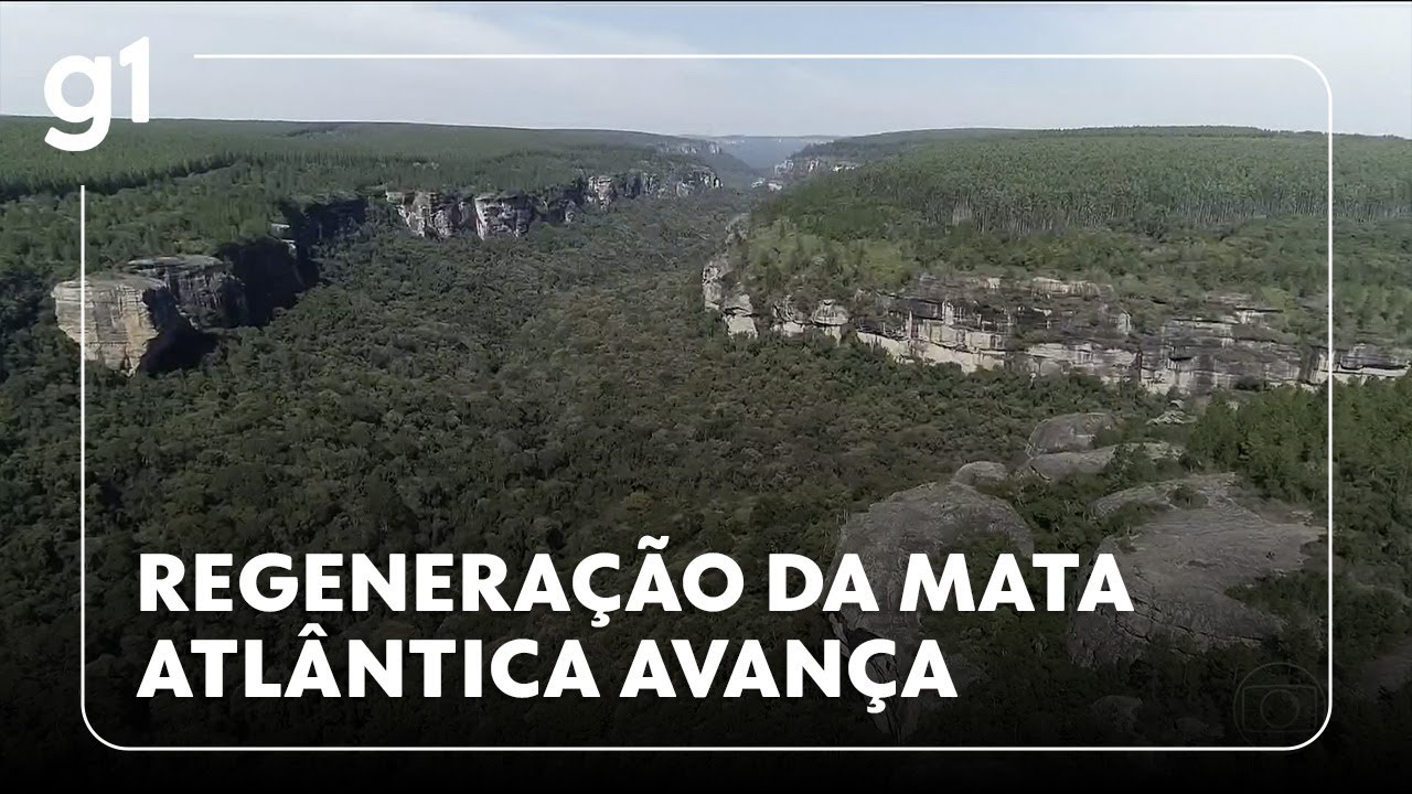 Jornal Hoje pesquisadores identificam avanços na recuperação da Mata Atlântica  TV Online Jornal Hoje pesquisadores identificam avanços na recuperação da Mata Atlântica