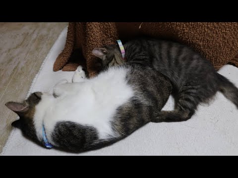 癒し系猫動画・もみもみクロと人気ののせ猫オフィシャルブログ サムネイル