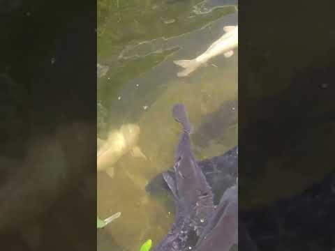 今日の動物 – 神戸どうぶつ王国で癒された日✨ #KOBE #癒し動画