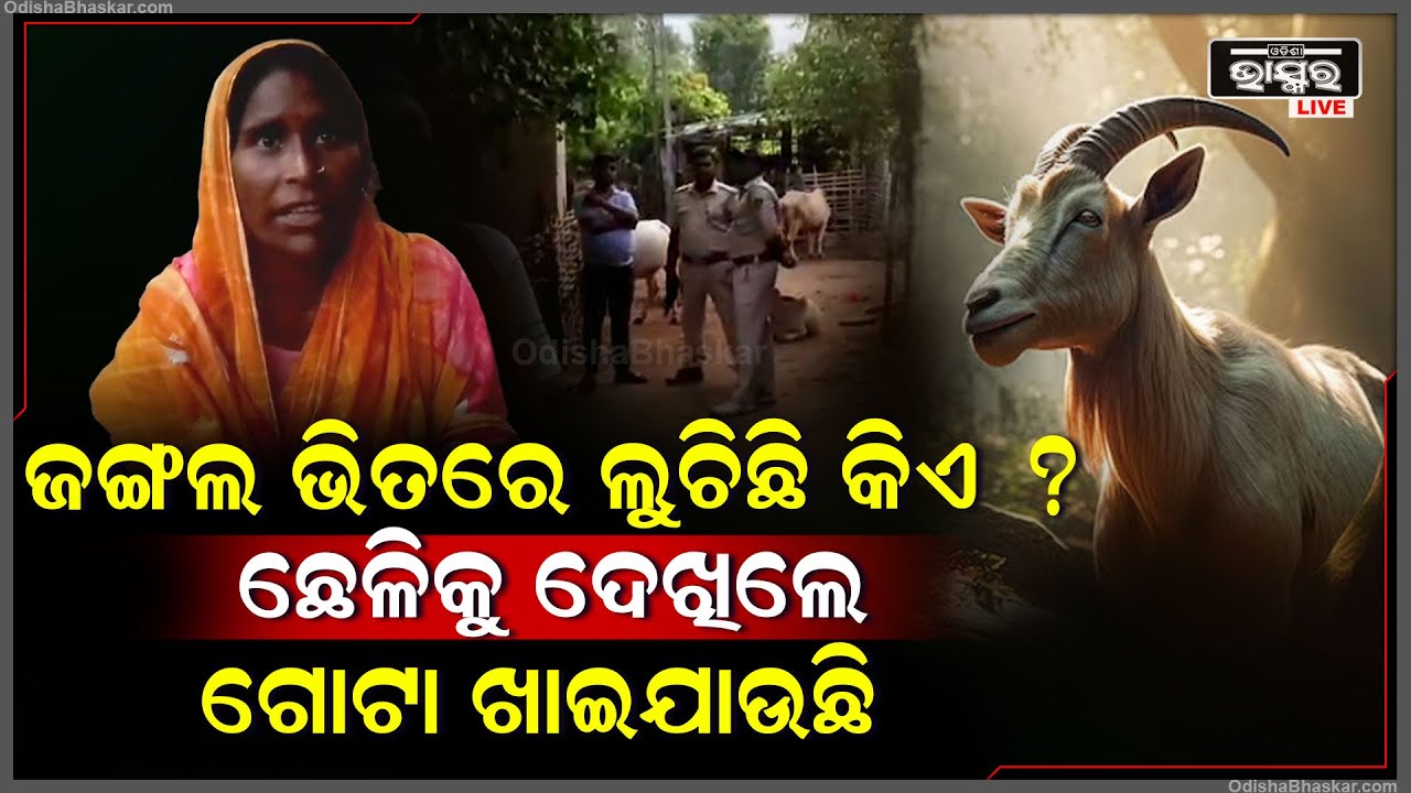 ଜଙ୍ଗଲ ଭିତରେ ଲୁଚିଛି କିଏ ? ରାସ୍ତା ସାରା ପଡିଛି ପାଦ ଚିହ୍ନ, ଛେଳିକୁ ଦେଖିଲେ ଗୋଟା ଖାଇଦେଉଛି...