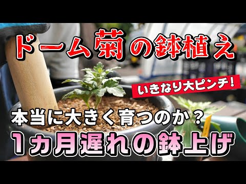 ドーム菊2025② 【鉢上げ】いきなりピンチ!まさかの1ヵ月遅れスタート