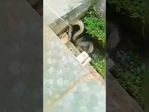 Most Biggest Anaconda In Rescue #shorts