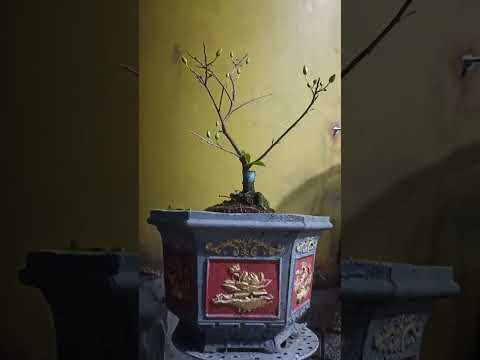 cây mai nhị ngọc Toàn chuẩn bị ra hoa