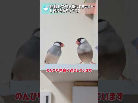 映りたがりインコは必ずやってくる! #文鳥 #セキセイインコ #面白い #shorts