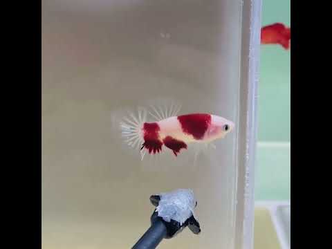 beautiful half moon betta fish|| #shorts #beta #shortvideo