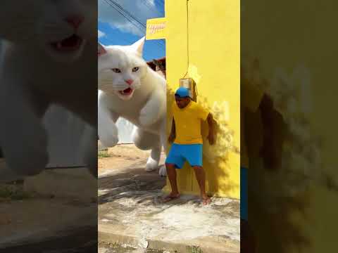 gato gigante😲😣😠 #funny #comedy #shorts