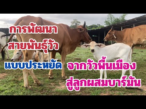 แนวทางการพัฒนาสายพันธุ์วัวแบบป