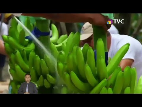 Abren 17 expedientes a exportadoras bananeras por presuntas irregularidades