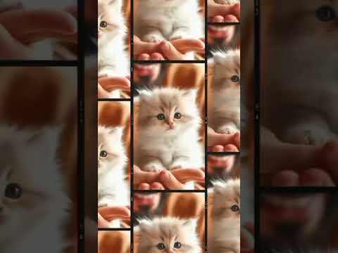 fofuras #funny #youtubeshorts #catsandkittens #cat #comcarinhokitty #cute