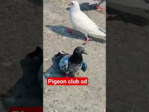 #@subah ka h#kalsira #kabutar£viral video#high flayar #