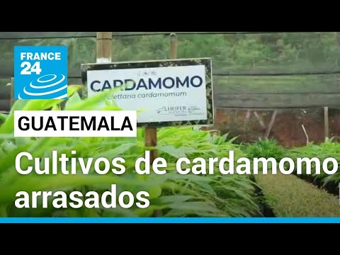 Cultivos de cardamomo en Guatemala arrasados por los climas extremos • FRANCE 24 Español
