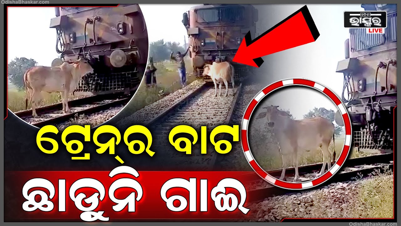 ଯାଉଥିଲା ଟ୍ରେନ୍ ହଠାତ୍ ସାମ୍ନାକୁ ଆସିଗଲା ଗାଈ ଯାହା ପାଇଁ ଘଣ୍ଟା ଘଣ୍ଟା ଧରି ଅଟକିଲା ଟ୍ରେନ୍, ଭିଡିଓ ହେଲା ଭାଇରାଲ