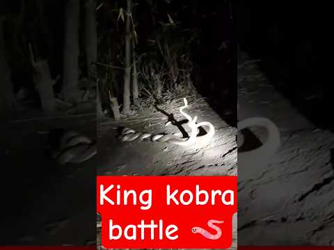 most dangerous snake in the world #snake #venomouscreatures #animals