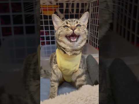 子猫たちの鳴き声と癒しのひととき サムネイル