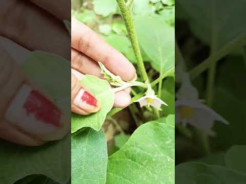 🌱बैंगन के पौधे में ये काम करें, बैंगन 🍆 से भर जाएगा🪴💯👍 ||#garden #plants #growth #tips #shorts