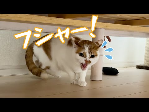 猫5匹の爪切りに挑戦！トロしゃんが警戒しながらも見せる愛らしい表情 サムネイル