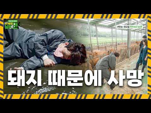 돼지 농장 치우다 오늘도 사망😭 [위기탈출 넘버원 비상구를 열어라]ㅣKBS <strong>JOY</strong> 260825 방송