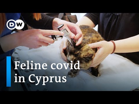 Deadly feline coronavirus raises fears in Cyprus | Focus on Europe