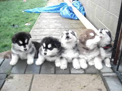 Pups 4 weeks old howling!