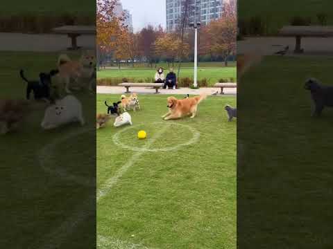 신나는 동물축구대회