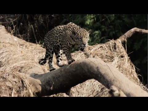 El Jaguar, el rey de nuestra selva I Efecto Pirry