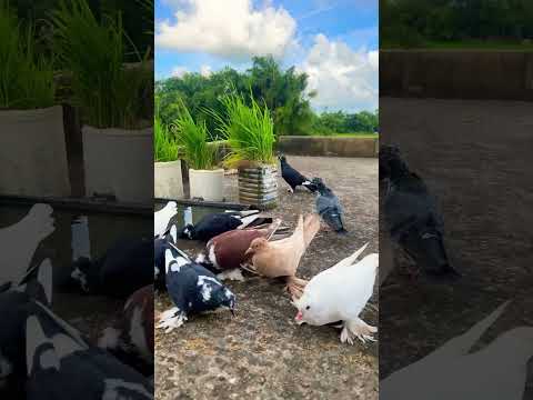 #pigeon #shortvideo #shorts #viralshort