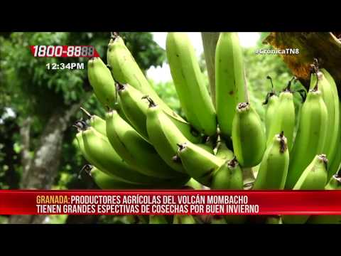 Productores agrícolas del Volcán Mombacho aprovechan el buen invierno - Nicaragua