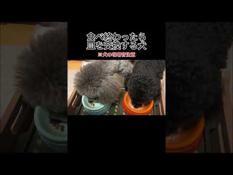 【犬あるある？】食べ終わったら皿を交換する犬 #トイプードル #犬 #かわいい #癒し #見て #犬のいる生活 #多頭飼育