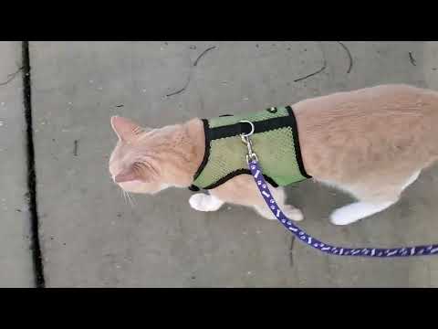 Cat on Leash Carries Lizard All the Way Home