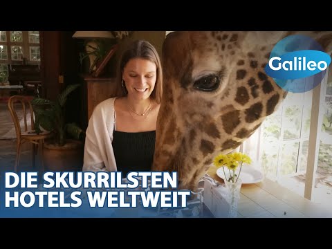 Langhälsige Frühstücksgäste und Pony im Zimmer: Skurrile Hotels weltweit