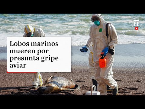 Casi 3.500 lobos marinos muertos en Perú por presunta gripe aviar | El Espectador