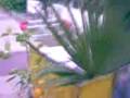 ElXino0oSM