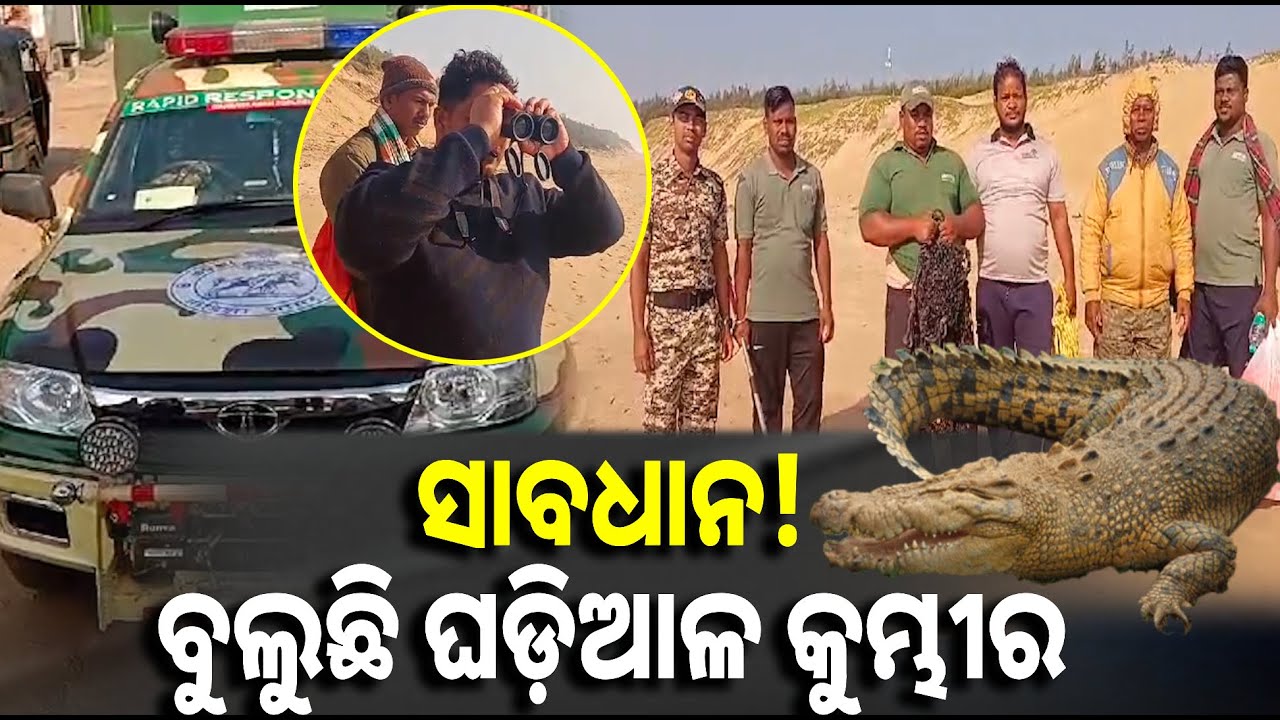 ସମୁଦ୍ର କୂଳରେ ବୁଲୁଛି ବିଶାଳ ଘଡ଼ିଆଳ କୁମ୍ଭୀର, ଧରିବା ପାଇଁ ପହଞ୍ଚିଛି ଉଦ୍ଧାରକାରି ଦଳ || Knews odisha